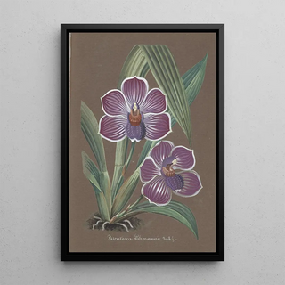 Anonymous - Collection dorchidees Pl20.webp