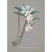 Collectie van orchideeën Pl22 - Anoniem — weergave van het kunstwerk