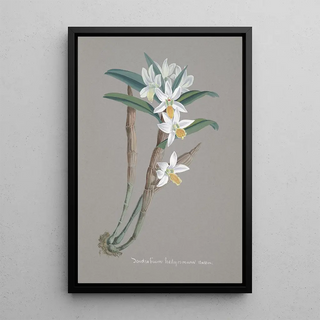 Anonymous - Collection dorchidees Pl22.webp