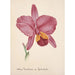 Collectie van orchideeën Pl25 - Anoniem — weergave van het kunstwerk