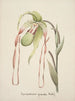 Collectie van orchideeën Pl28 - Anoniem — weergave van het kunstwerk