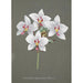 Collectie orchideeën Pl34 - Anoniem — weergave van het kunstwerk