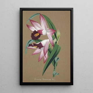 Anonymous - Collection dorchidees Pl36.webp