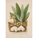 Collectie van orchideeën Pl40 - Anoniem — weergave van het kunstwerk