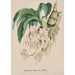Collectie van orchideeën Pl49 - Anoniem — weergave van het kunstwerk