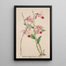 Reproductie van het schilderij Collectie van orchideeën Pl50 - Anoniem