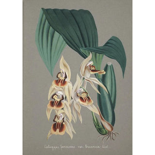 Anonymous - Collection dorchidees Pl52.webp