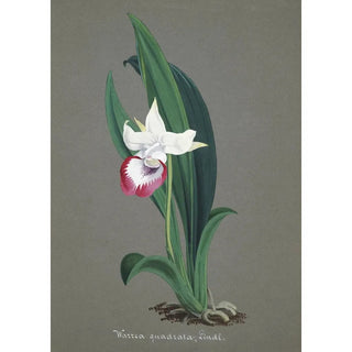 Anonymous - Collection dorchidees Pl54.webp