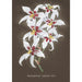 Collectie van orchideeën Pl64 - Anoniem — weergave van het kunstwerk
