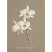 Collectie van orchideeën Pl66 - Anoniem — weergave van het kunstwerk