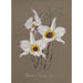 Collectie van orchideeën Pl68 - Anoniem — weergave van het kunstwerk