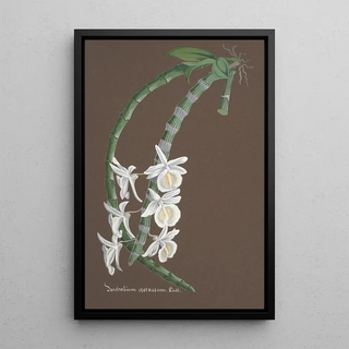 Anonymous - Collection dorchidees Pl76.webp