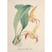 Collectie van orchideeën Pl77 - Anoniem — weergave van het kunstwerk