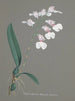 Collectie van orchideeën Pl79 - Anoniem — weergave van het kunstwerk