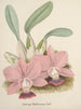 Collectie van orchideeën Pl80 - Anoniem — weergave van het kunstwerk