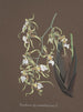 Collectie van orchideeën Pl81 - Anoniem — weergave van het kunstwerk