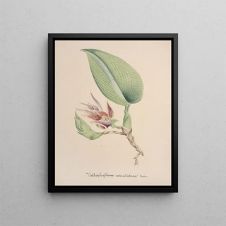 Anonymous - Collection dorchidees Pl82.webp