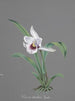 Collectie van orchideeën Pl83 - Anoniem — weergave van het kunstwerk