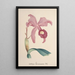 Reproductie van het schilderij Collectie van orchideeën Pl85 - Anoniem