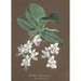 Collectie van orchideeën Pl86 - Anoniem — weergave van het kunstwerk