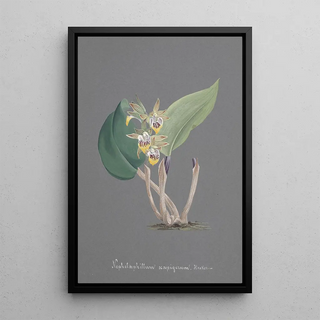 Anonymous - Collection dorchidees Pl91.webp