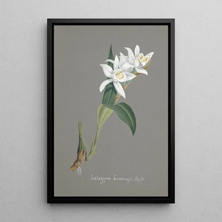 Anonymous - Collection dorchidees Pl93.webp