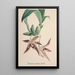 Reproductie van het schilderij Collectie van orchideeën Pl94 - Anoniem