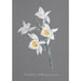Collectie van orchideeën Pl95 - Anoniem — weergave van het kunstwerk