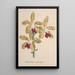 Reproductie van het schilderij Collectie van orchideeën Pl96 - Anoniem