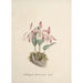 Collectie van orchideeën Pl97 - Anoniem — weergave van het kunstwerk