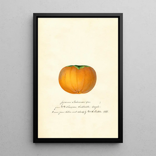 Anonymous - Diospyros Hyakume.webp