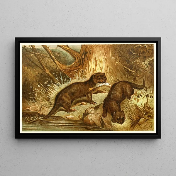 Anonymous - European Otter.webp
