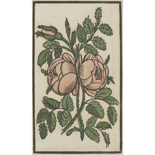 Anonymous - Flower.webp
