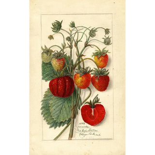 Anonymous - Fragaria Amanda.webp