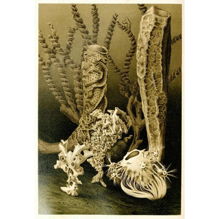 Anonymous - Glass Sponges.webp