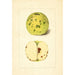 Malus domestica - Anoniem — weergave van het kunstwerk