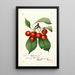Reproductie van het schilderij Prunus avium Waterhouse - Anoniem