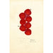 Prunus domestica Coletto - Anoniem — weergave van het kunstwerk