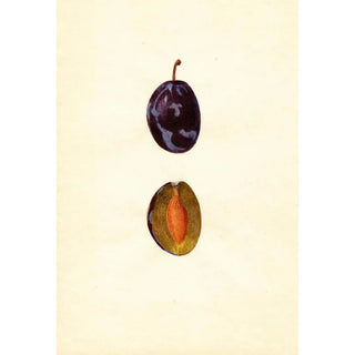 Anonymous - Prunus domestica Stanley.webp