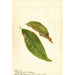 Prunus persica - Anoniem — weergave van het kunstwerk