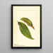 Prunus persica - Anoniem — ingelijst kunstwerk aan de muur