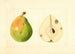 Pyrus communis - Anoniem — weergave van het kunstwerk