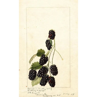 Anonymous - Rubus Americus.webp