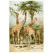 Girafes uit Zuid-Afrika - Anoniem — weergave van het kunstwerk