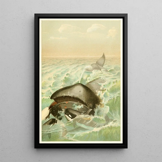 Anonymous - The Greenland Whale.webp