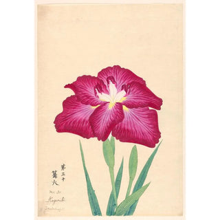 Anonymous - Torch Light Kagaribi.webp