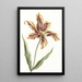 Tulip - Anoniem — ingelijst kunstwerk aan de muur