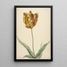 Reproductie van het schilderij Tulp - Anoniem