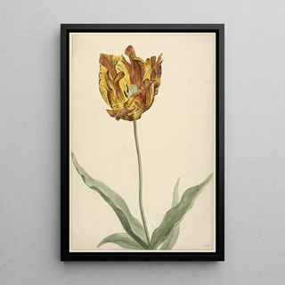 Anonymous - Tulp.webp