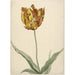Reproductie van het schilderij Tulp - Anoniem
